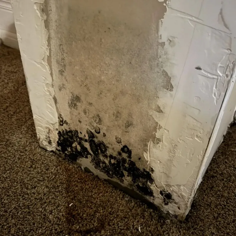 Professional Mold Removal in Rutland, MA